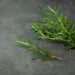 Rosemary Oil for Hair Growth: What the Science Actually Says and How to Use It Right